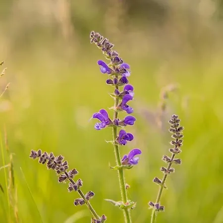 Guettee Des Alpes - Cite Medievale, Allos & Verdon *