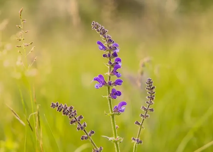 Guettee Des Alpes - Cite Medievale, Allos & Verdon *
